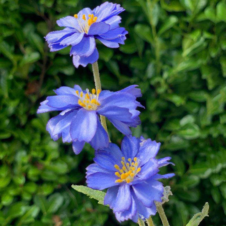 Gisela Graham Artificial Blue Mini Cosmos Stem3 - Duck Barn Interiors